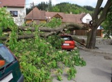 Kwikfynd Tree Cutting Services
bungendore