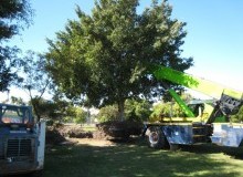 Kwikfynd Tree Management Services
bungendore