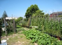 Kwikfynd Vegetable Gardens
bungendore